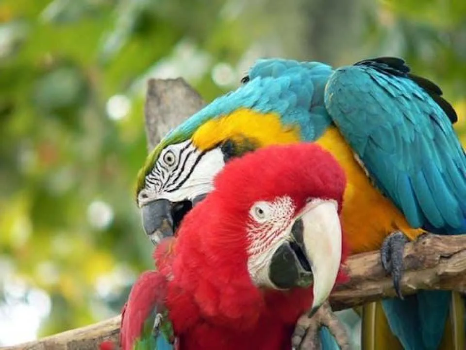 Central Florida Zoo and Botanical Gardens skip-the-line ticket