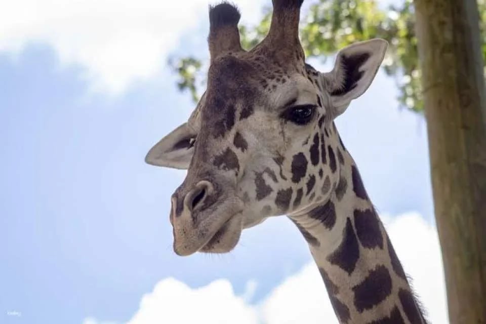 Central Florida Zoo and Botanical Gardens skip-the-line ticket