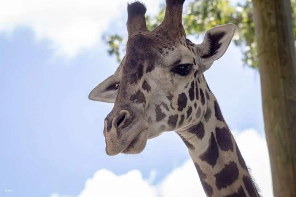 Central Florida Zoo and Botanical Gardens skip-the-line ticket