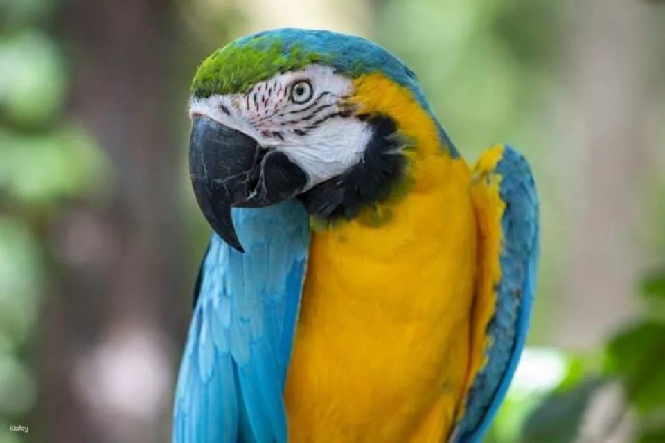 Central Florida Zoo and Botanical Gardens skip-the-line ticket