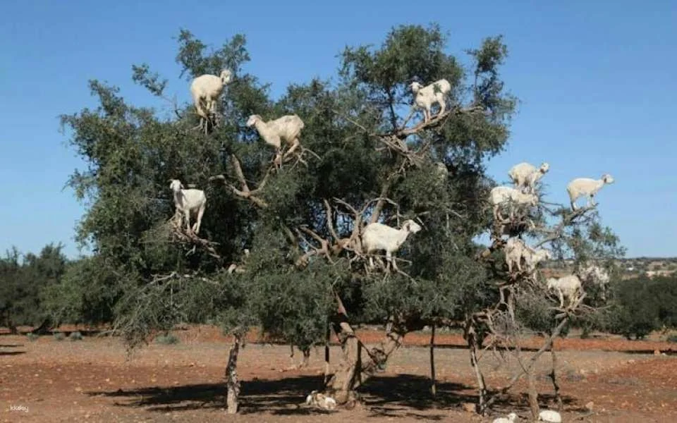 Trip to Spot Tree-Climbing Goats from Agadir