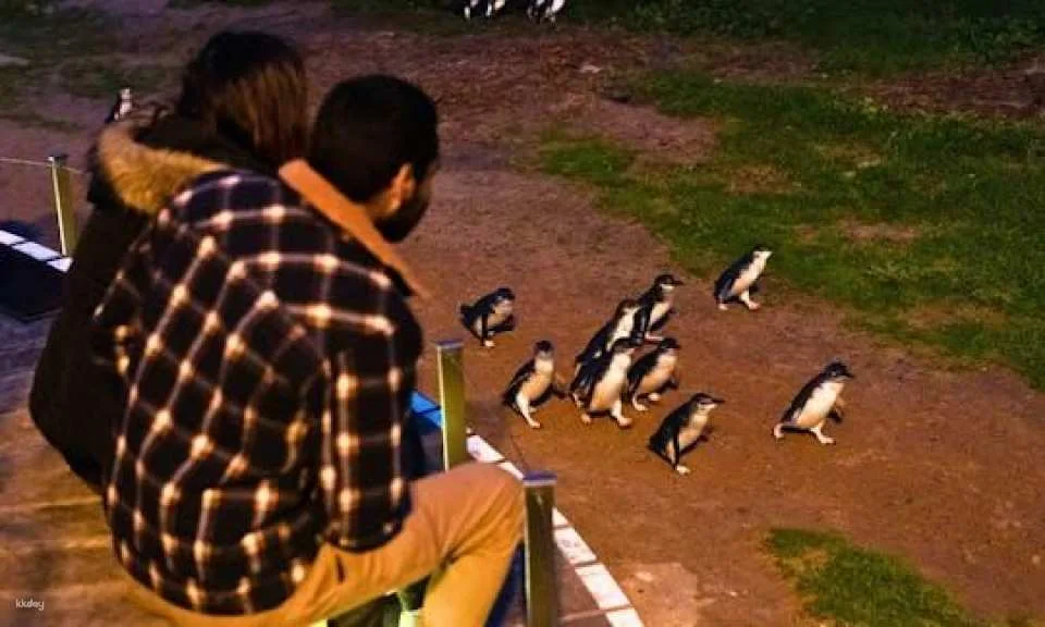 Penguin Parade Express Guided Tour from Melbourne