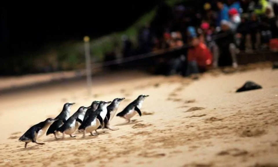 Penguin Parade Express Guided Tour from Melbourne