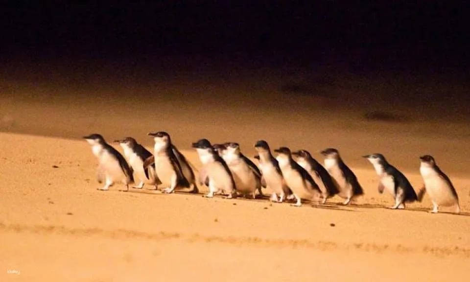 Penguin Parade Express Guided Tour from Melbourne