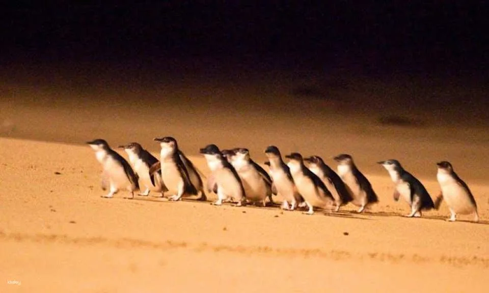 Penguin Parade Express Guided Tour from Melbourne