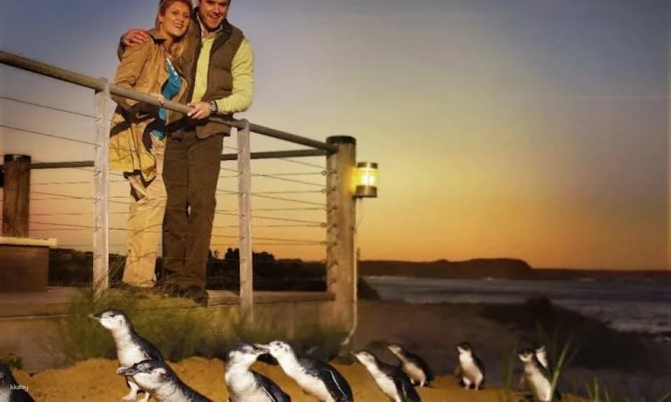 Penguin Parade Express Guided Tour from Melbourne