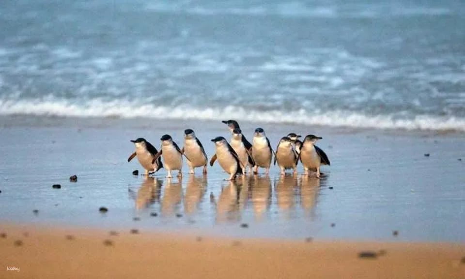 Penguin Parade Express Guided Tour from Melbourne
