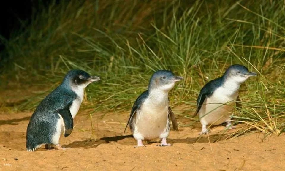 Penguin Parade Express Guided Tour from Melbourne
