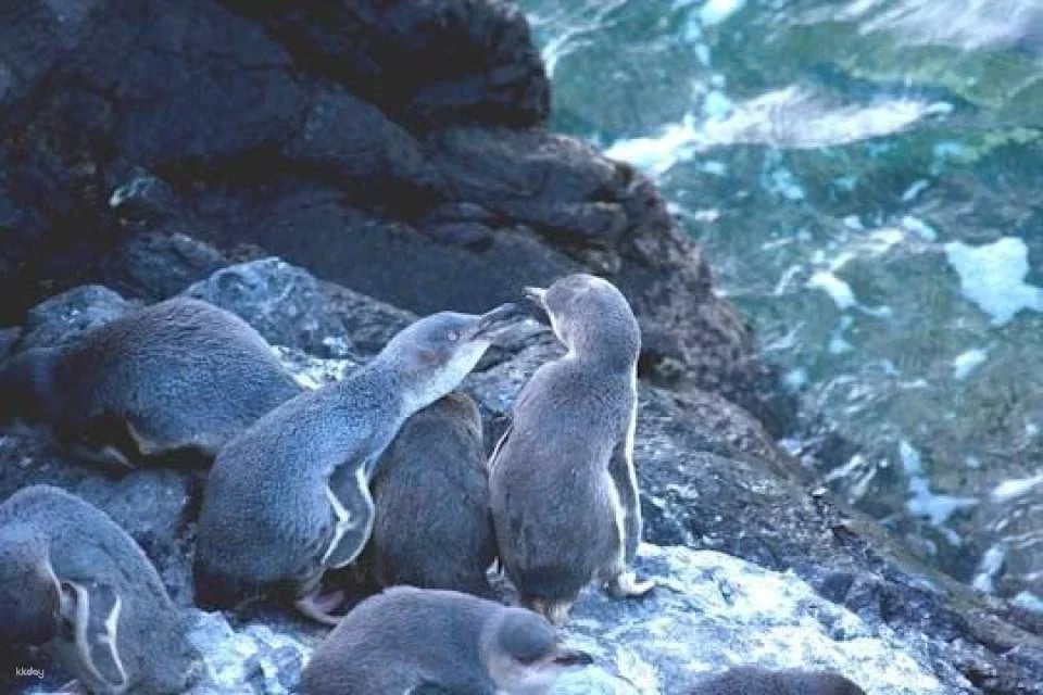 Evening penguin tour