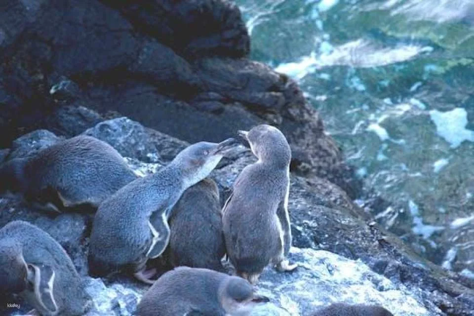 Evening penguin tour