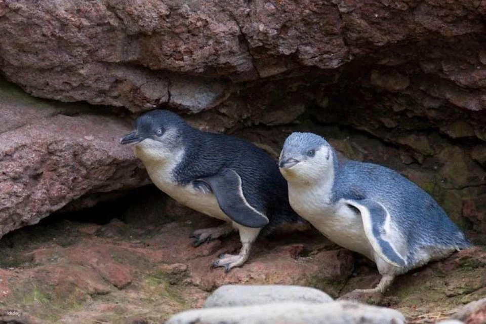 Evening penguin tour