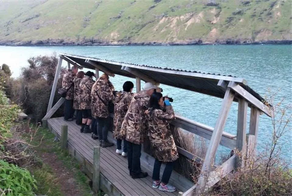 Evening penguin tour