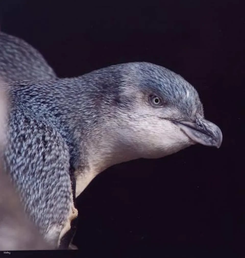 Evening penguin tour