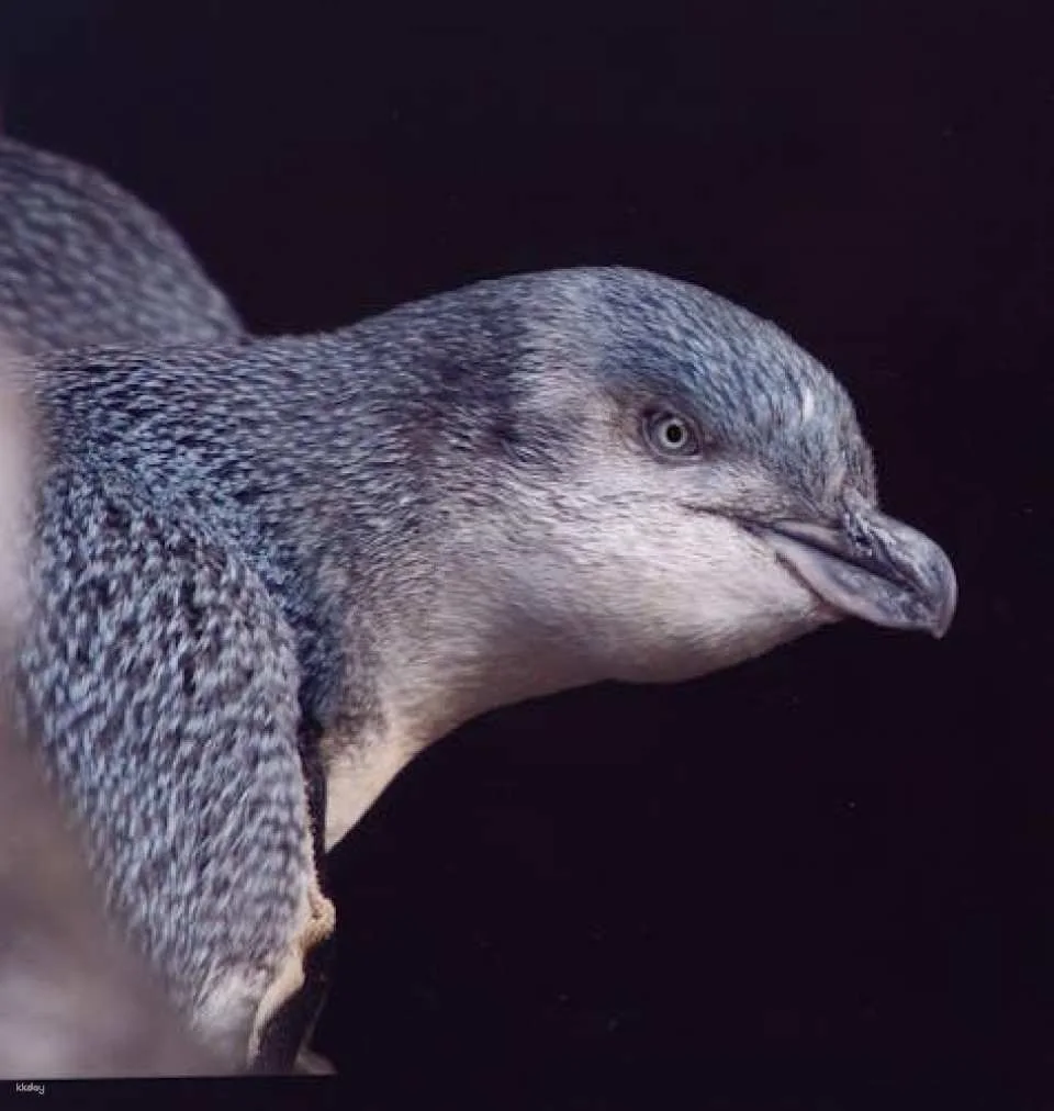 Evening penguin tour