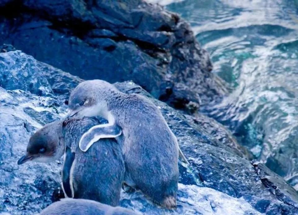 Evening penguin tour