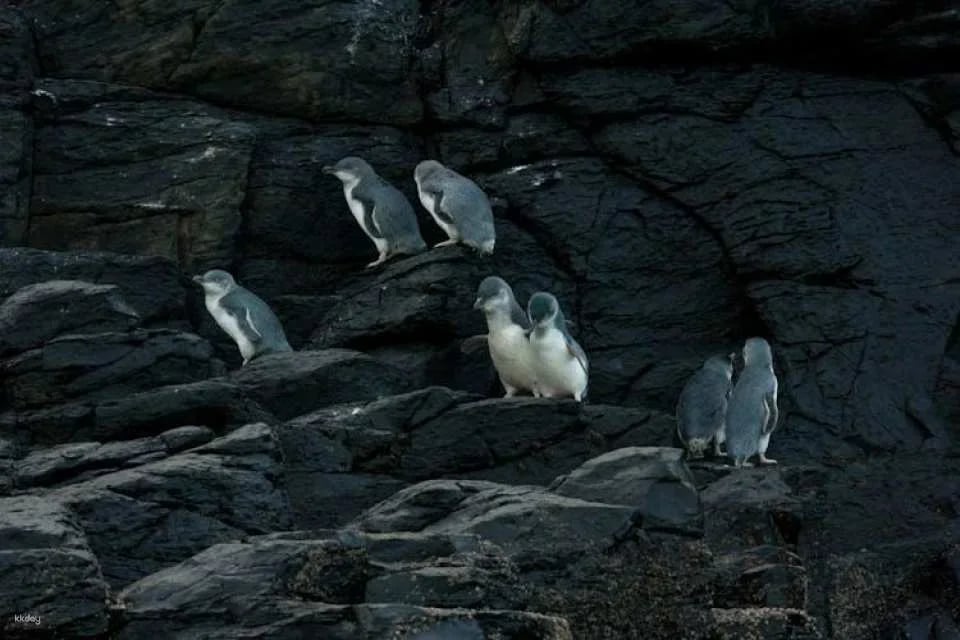 Evening penguin tour