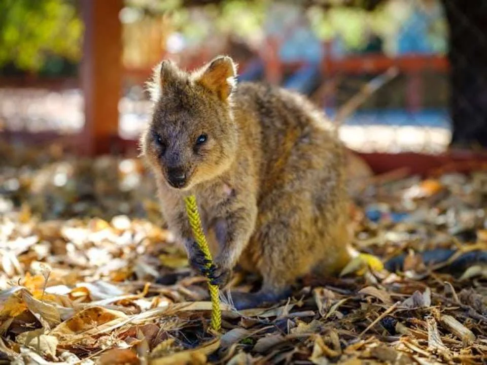 Perth, Fremantle, Rottnest Island, and Swan River Guided Tour