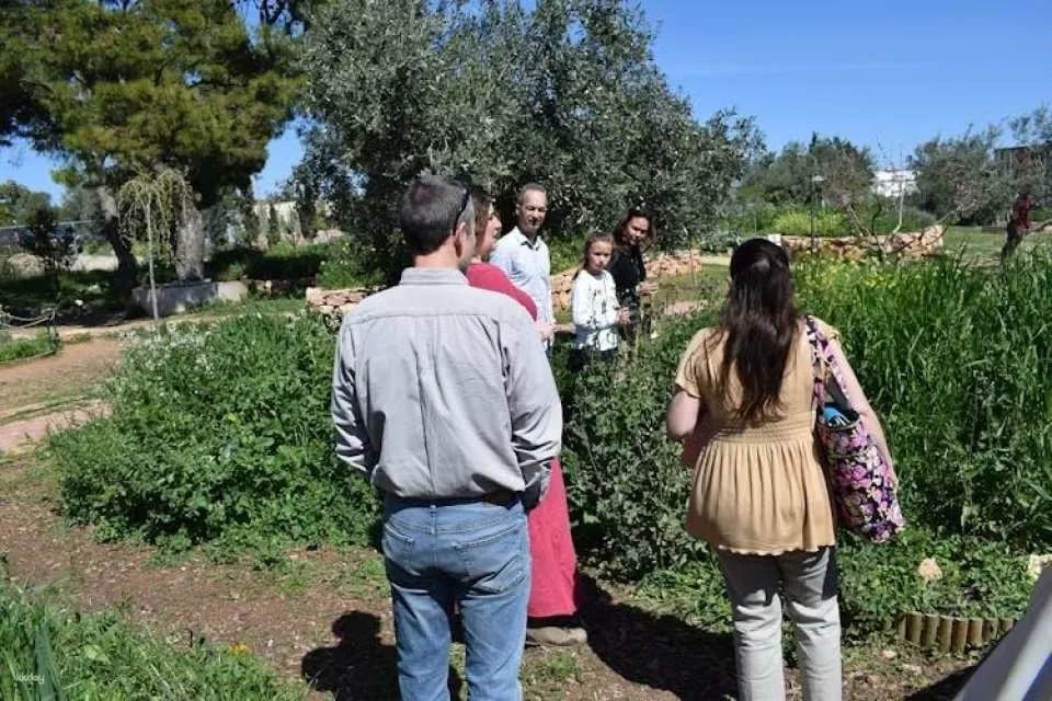 Olive grove and olive oil tasting full day tour from Athens