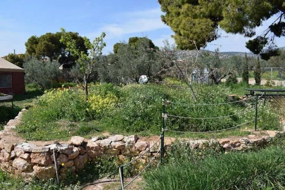 Olive grove and olive oil tasting full day tour from Athens