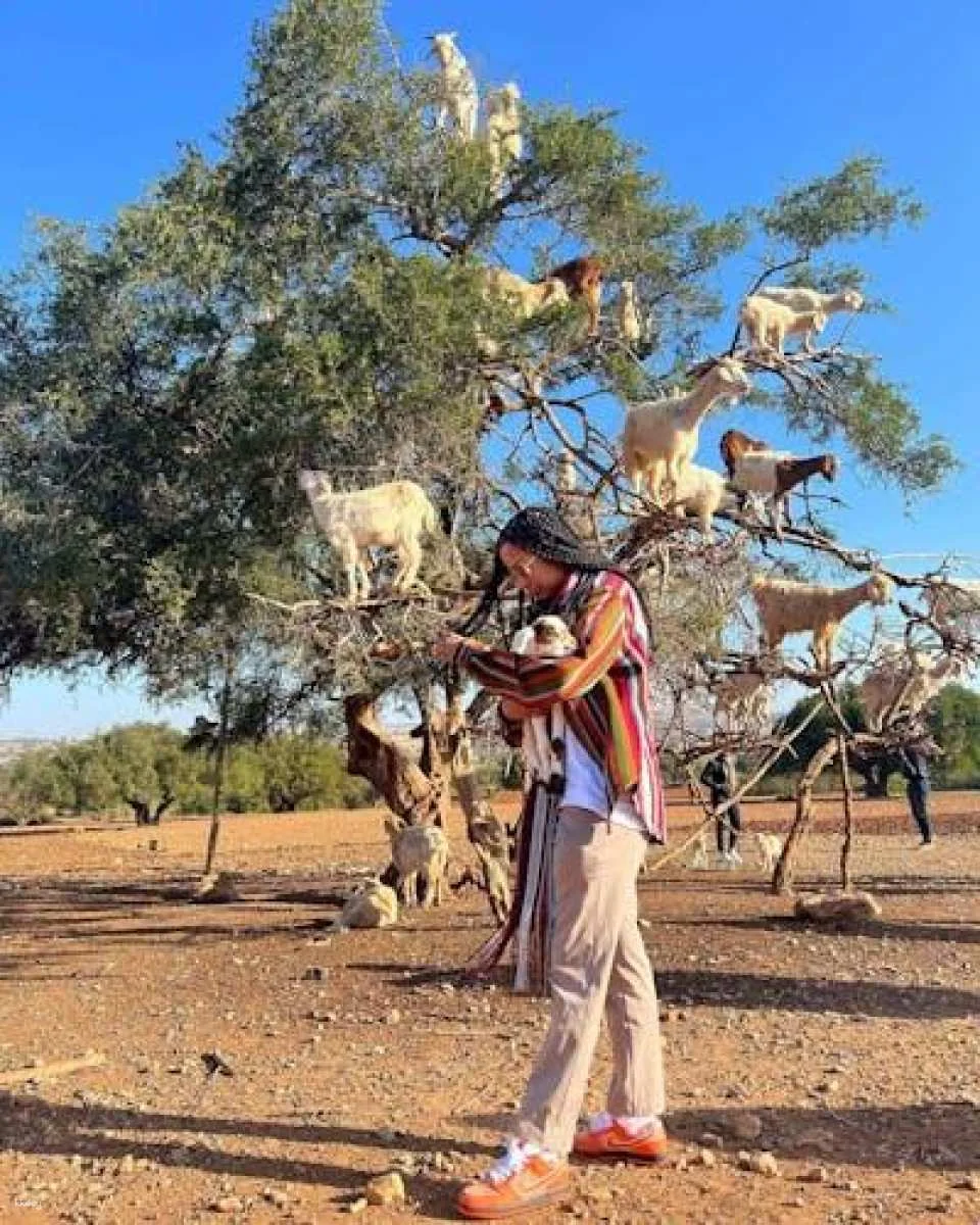 Moroccan Countryside Adventure with Crocoparc and Cooperative Visit