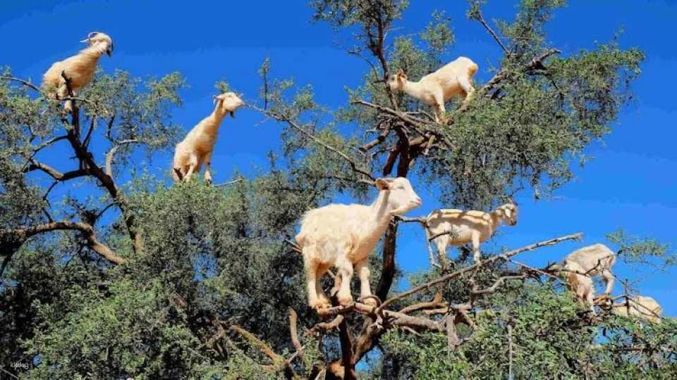 Moroccan Countryside Adventure with Crocoparc and Cooperative Visit