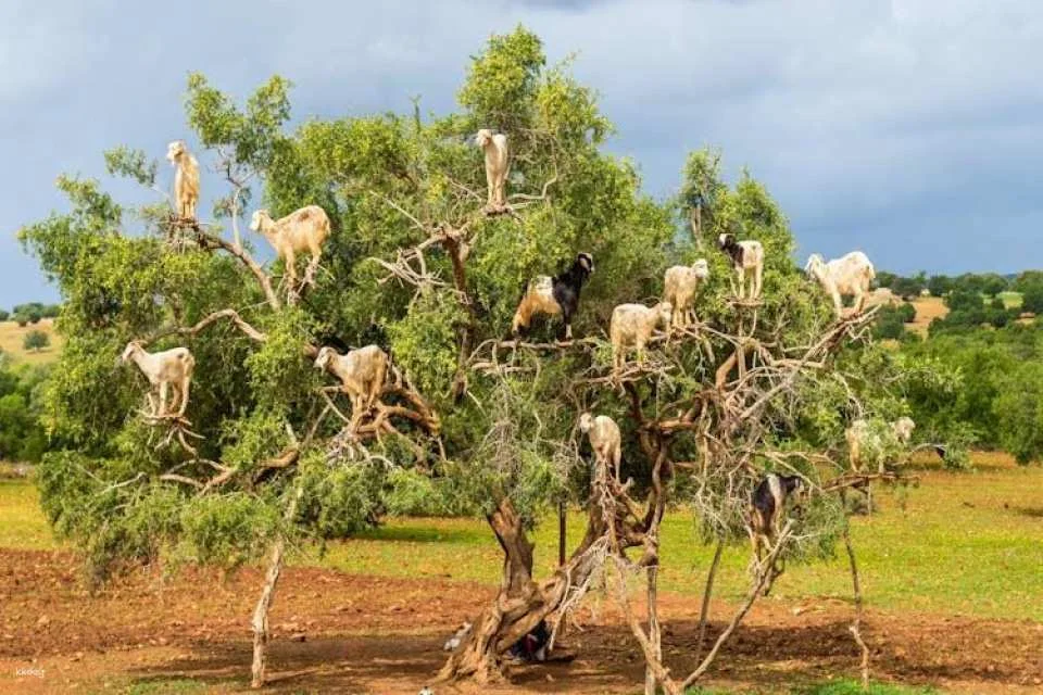 Moroccan Countryside Adventure with Crocoparc and Cooperative Visit