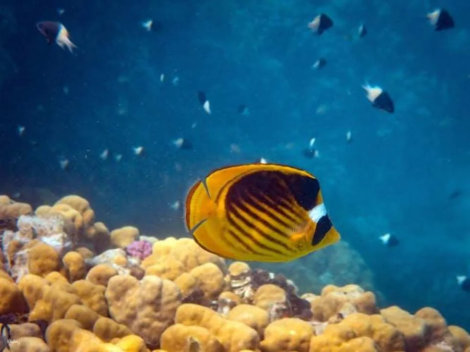 Half-day afternoon boat trip with lunch and drinks in Hurghada