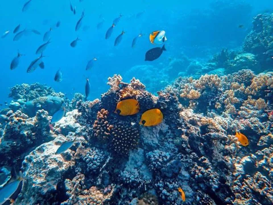 Half-day afternoon boat trip with lunch and drinks in Hurghada