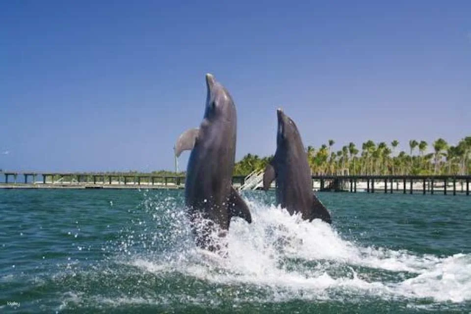 Punta Cana Dolphin Swim Tour