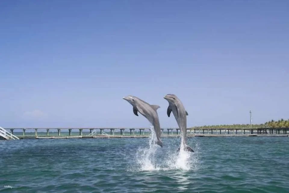 Punta Cana Dolphin Swim Tour