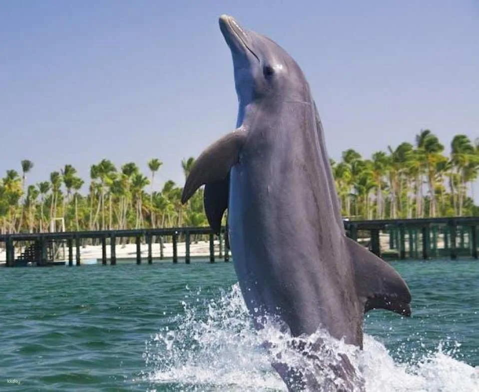 Punta Cana Dolphin Swim Tour