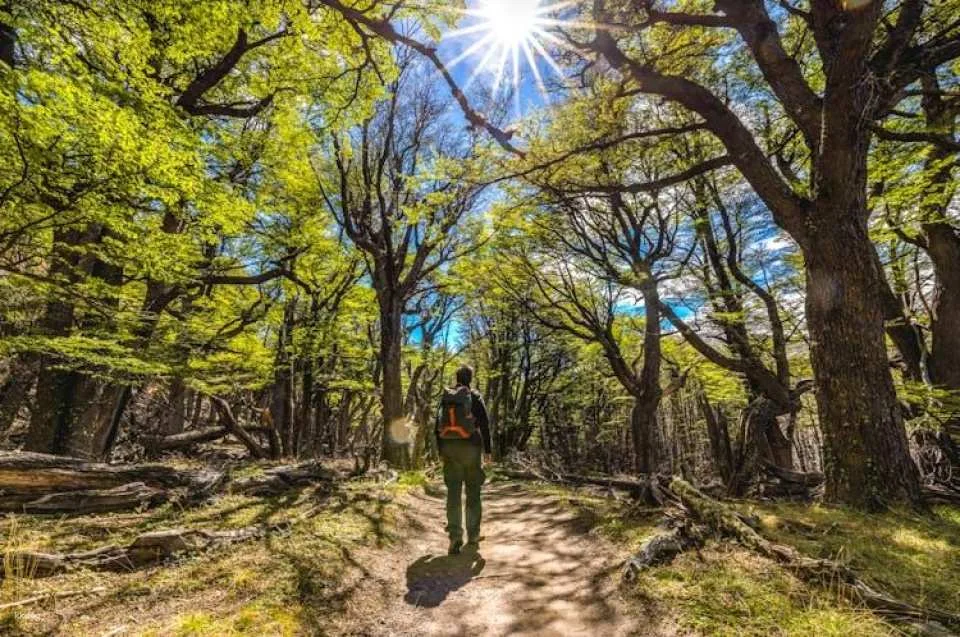 Full-Day Tour to El Chaltén from El Calafate