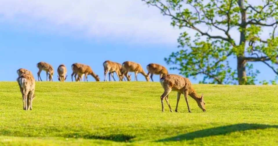 Guided day tour from Osaka to Nara Park, Arashiyama and Fushimi Inari