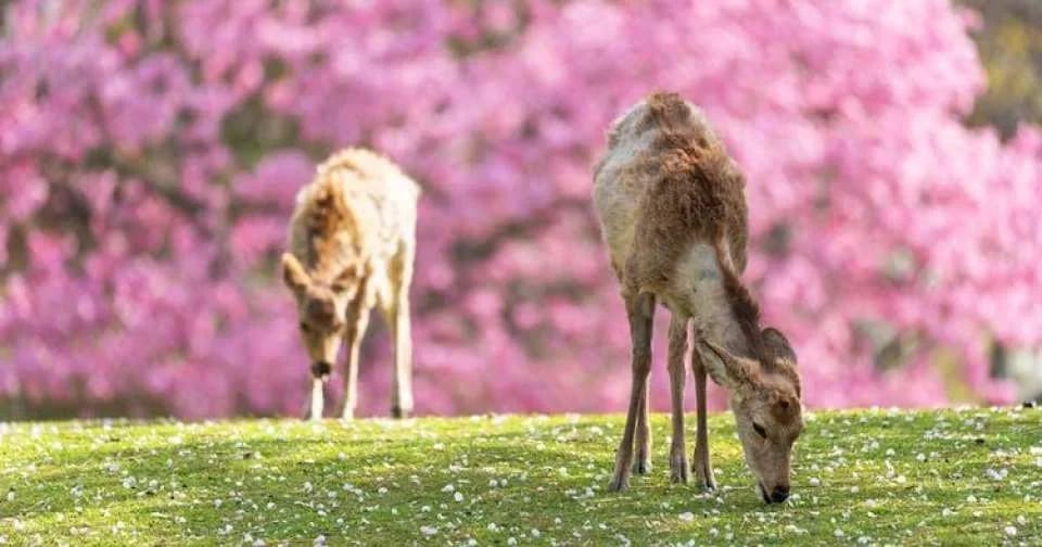 Guided day tour from Osaka to Nara Park, Arashiyama and Fushimi Inari
