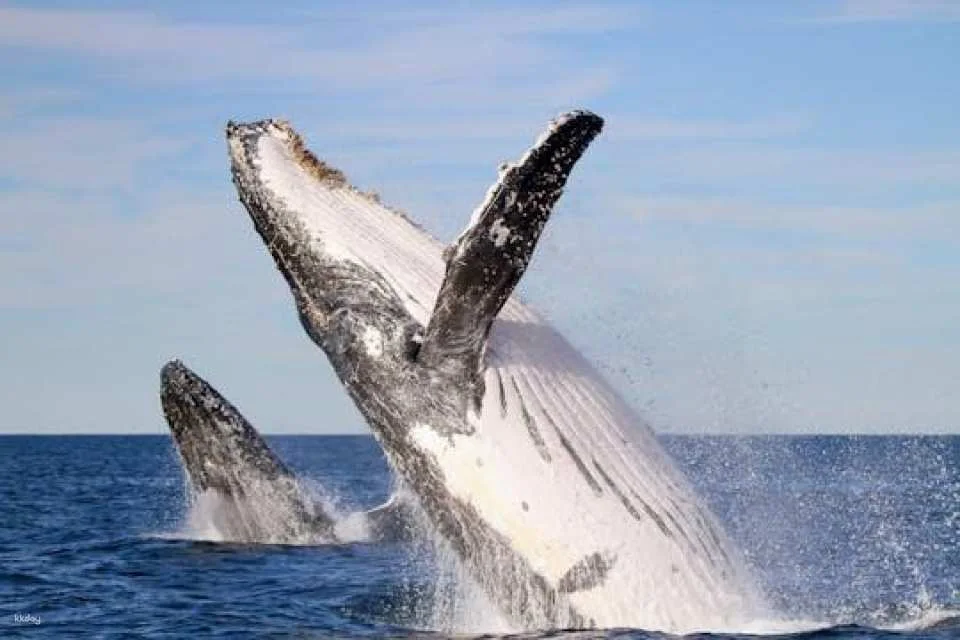 Humpback Whale encounter tour