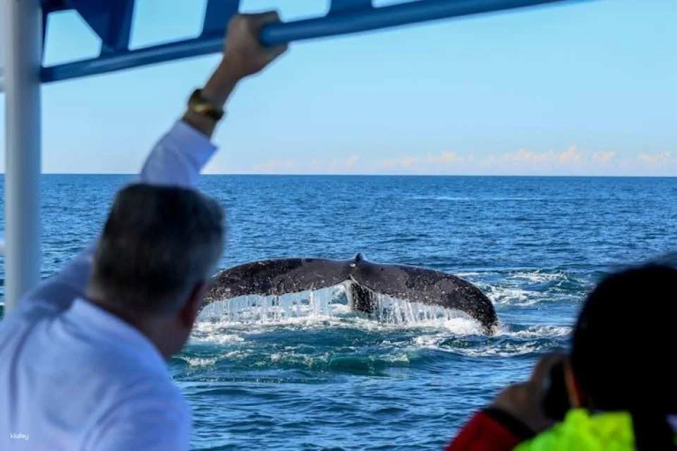 Humpback Whale encounter tour