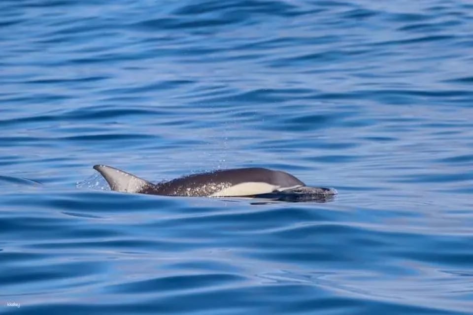 Humpback Whale encounter tour