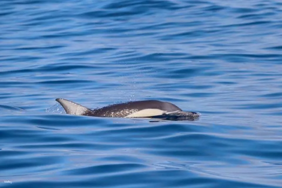 Humpback Whale encounter tour
