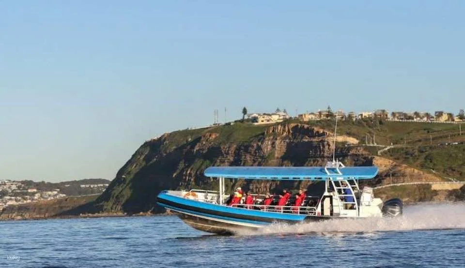 Humpback Whale encounter tour