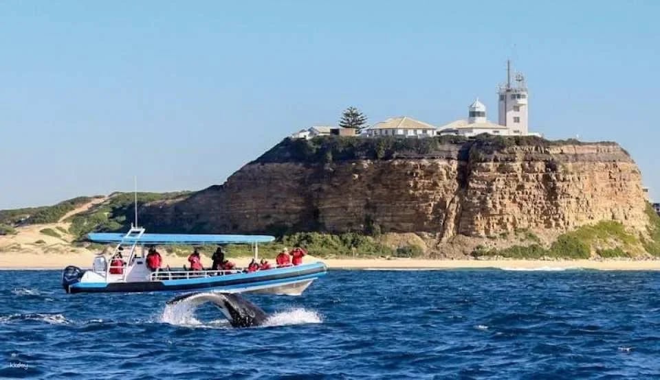 Humpback Whale encounter tour