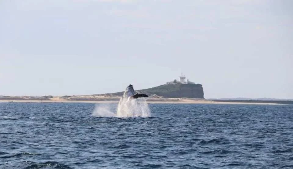 Humpback Whale encounter tour