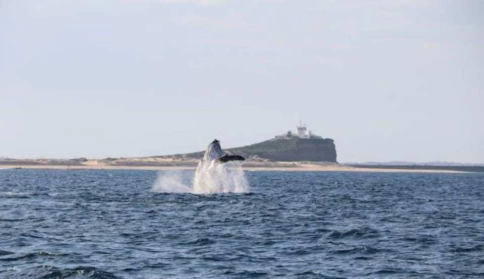 Humpback Whale encounter tour