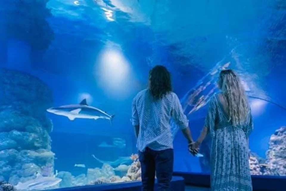 Cairns aquarium twilight two hour guided tour and entrance ticket