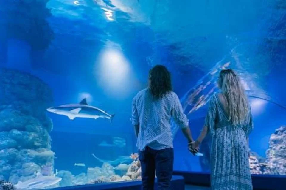 Cairns aquarium twilight two hour guided tour and entrance ticket