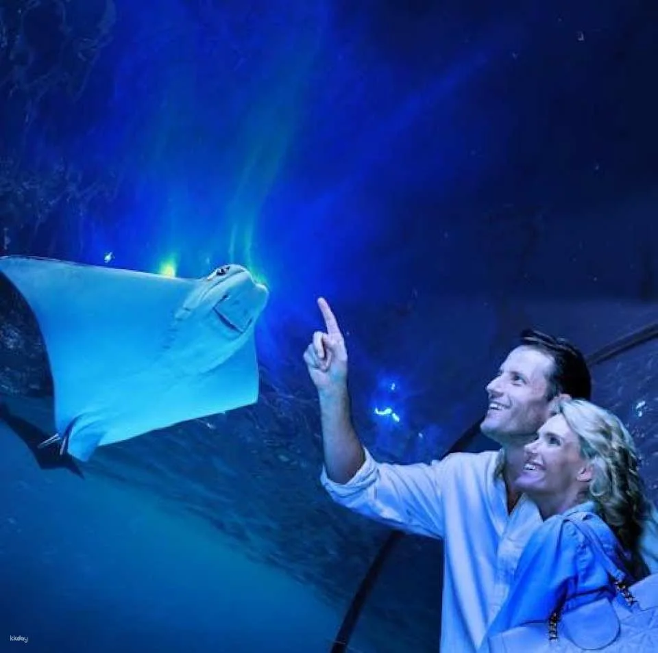 Cairns aquarium twilight two hour guided tour and entrance ticket