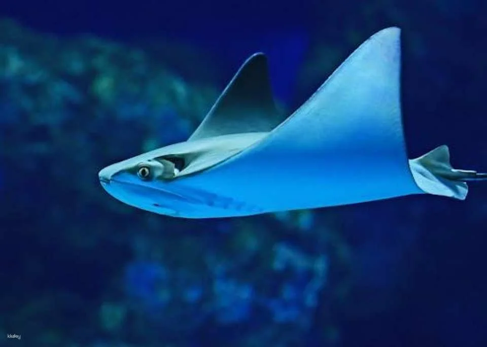 Cairns Aquarium admission ticket