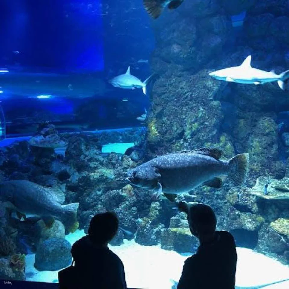 Cairns Aquarium admission ticket