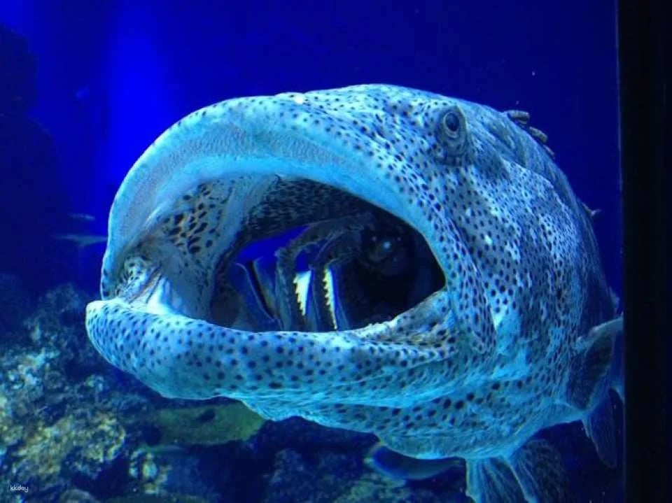 Cairns Aquarium admission ticket