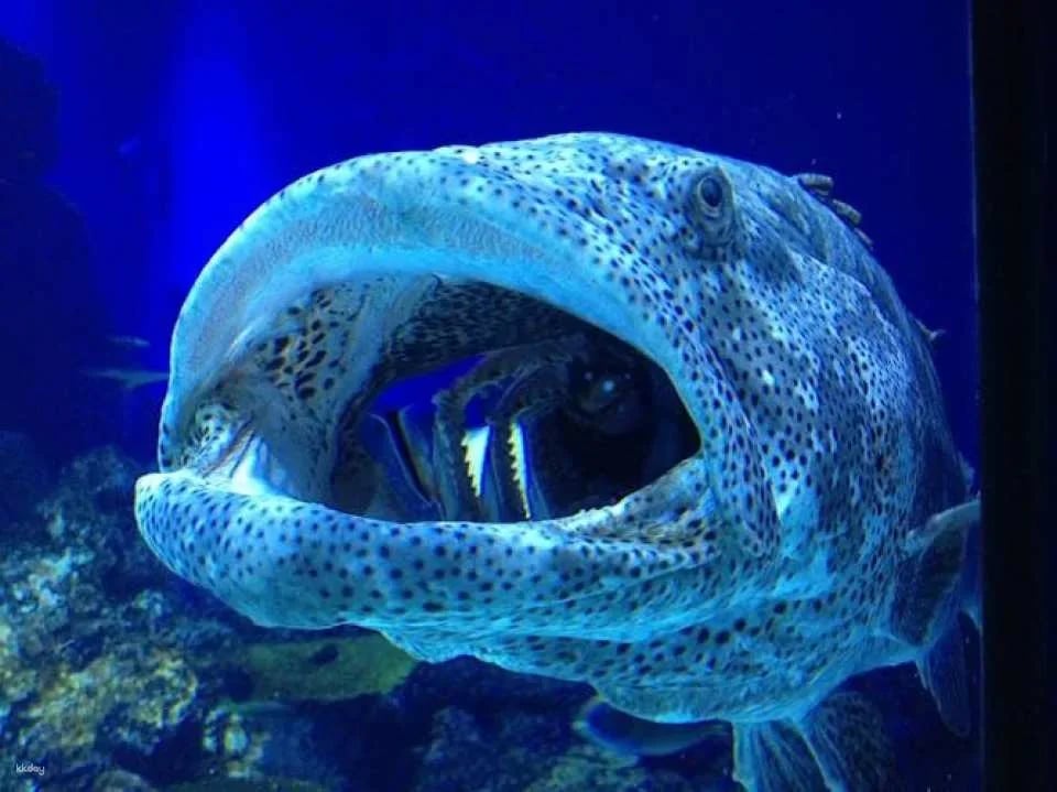 Cairns Aquarium admission ticket