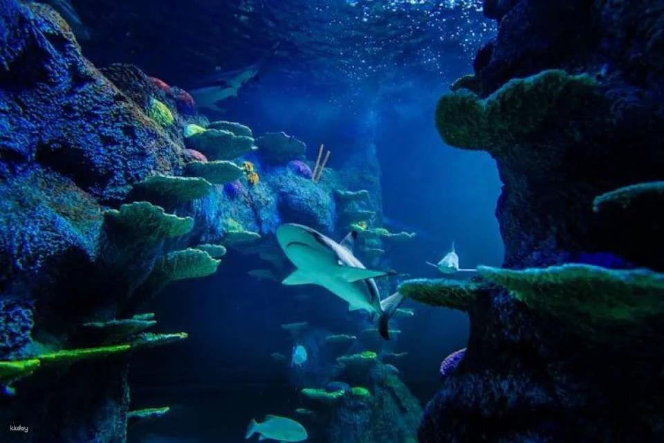 Sea Life Sydney Aquarium Tickets